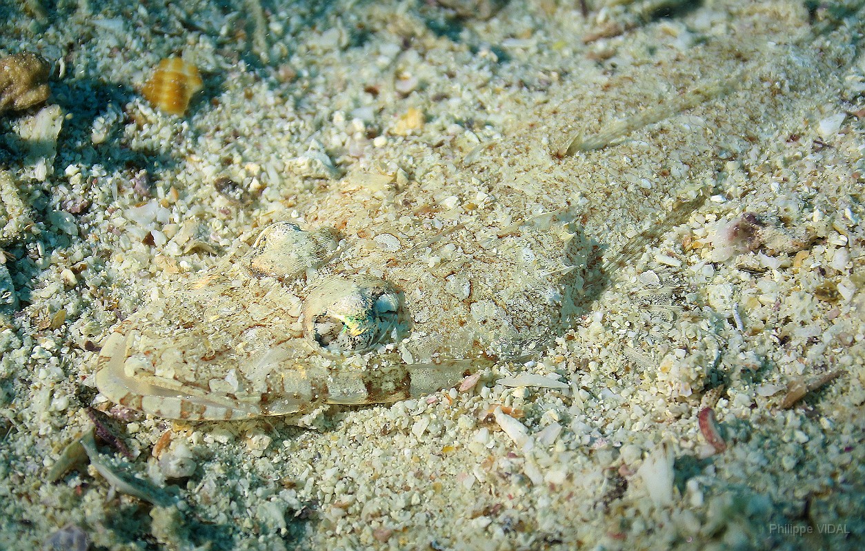 Thailand 2015 - Ko Tao - Poisson crocodile  a tete large - Thysanophrys arenicola _IMG_3628_rc.jpg